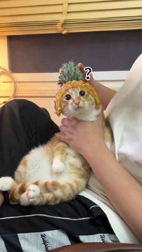 菠萝猫图片