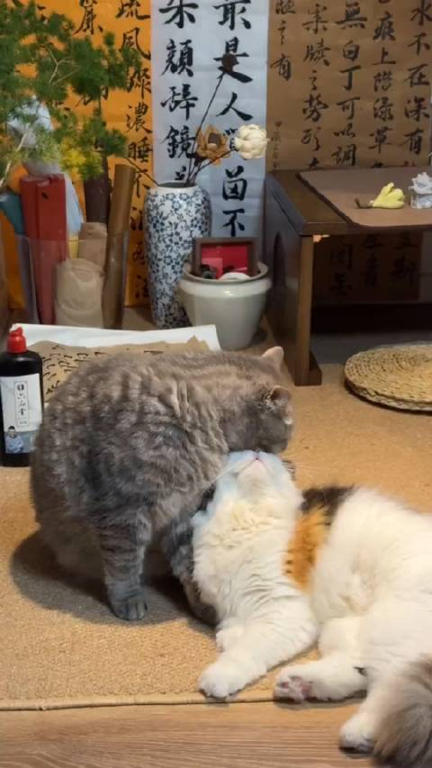 拜托,她可是三花大美女啊