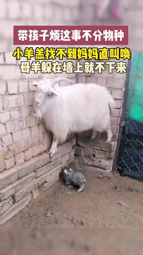 带孩子烦这事不分物种,小羊羔找不到妈妈直叫唤,母羊躲在墙上就不下来