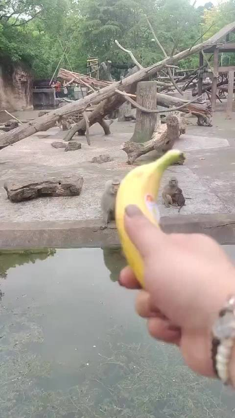 吗喽:把我当猴耍是吧