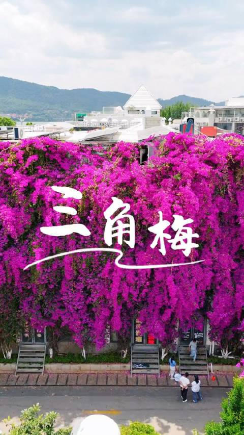 迎海路三角梅瀑布美到窒息