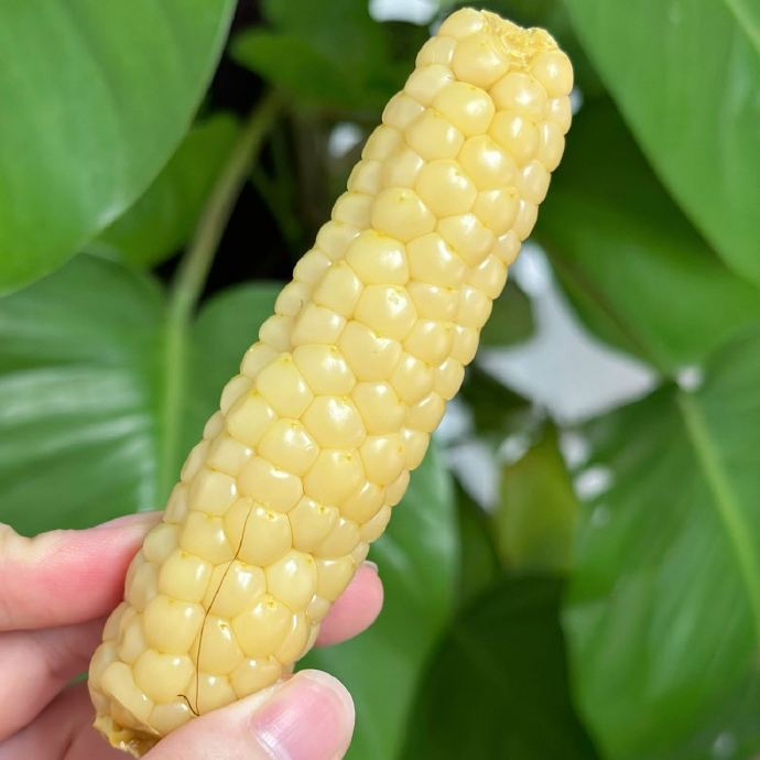 拇指小糯玉米