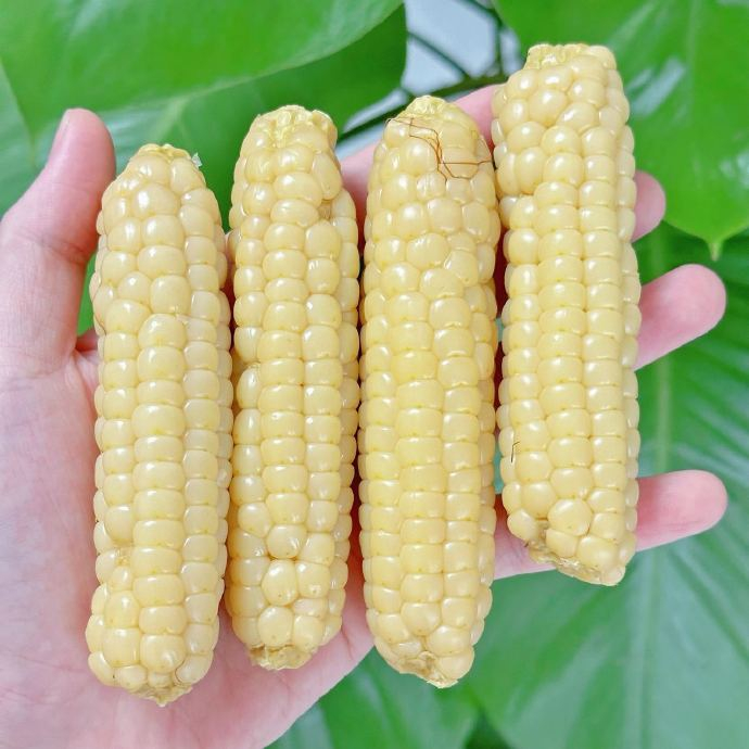 拇指小糯玉米