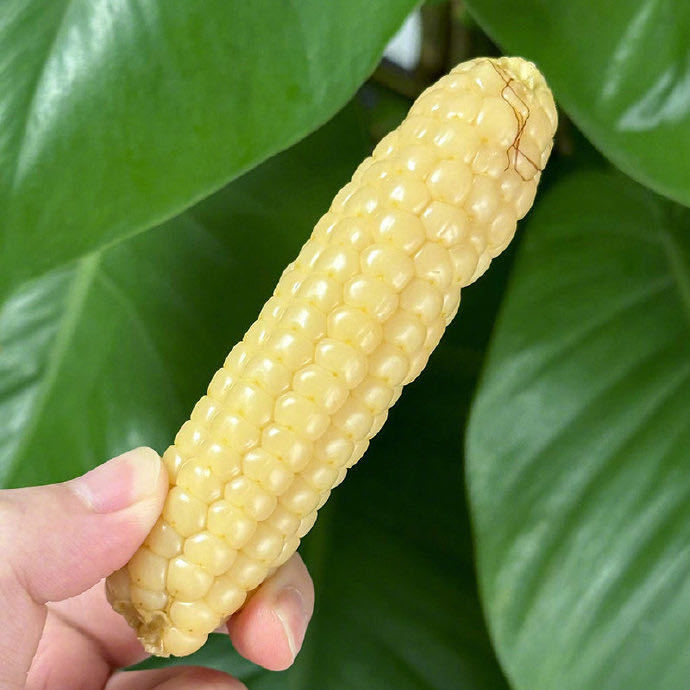 拇指小糯玉米