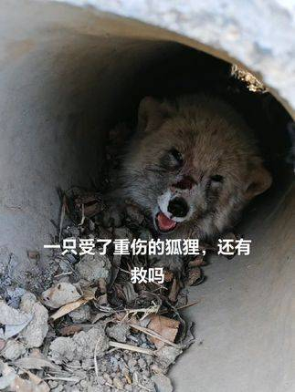 如果你们碰到了会怎么办