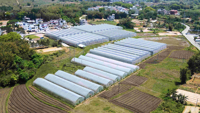 韶关乐昌:盘活大棚无土栽培蓝莓,成就致富"大产业"