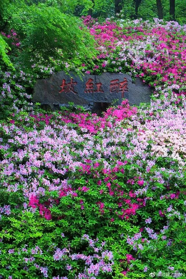 惠山古镇中国杜鹃园,蠡园,三国城水浒城,鼋头渚,梅园,尚贤河湿地公园