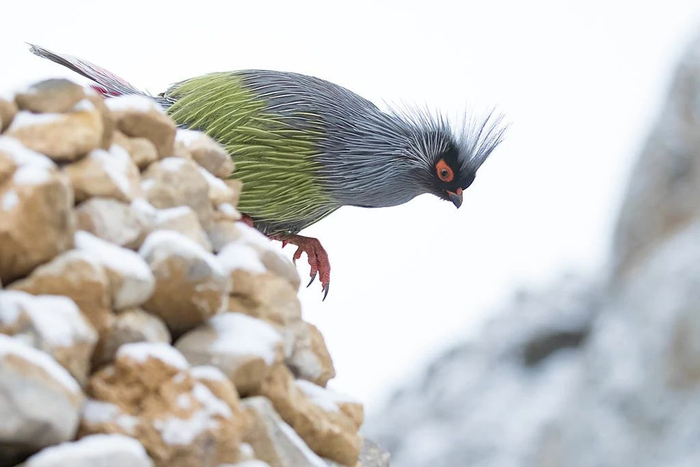 从珠峰南北坡的植被带分布图可以看出,无论是生长于喜马拉雅南麓的低