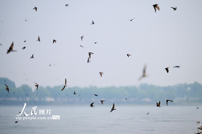 河南洛阳:崖沙燕"安家"黄河湿地