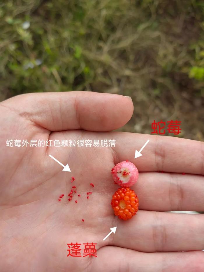 蛇莓又名蛇泡,属于蔷薇科蛇莓属,茎叶上没有刺