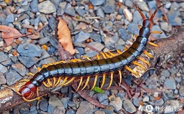 蜈蚣的身体是由许多体节组成的,每一节上有一对足,所以叫做多足动物