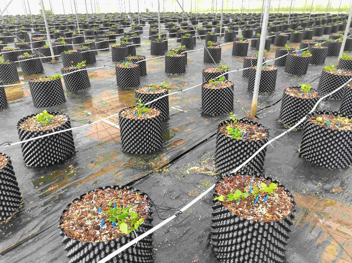 南瓜质量来源解析 质量守恒定律应用