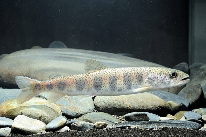 从纯野生到全人工繁殖,对川陕哲罗鲑意味着什么?丨封面科考队