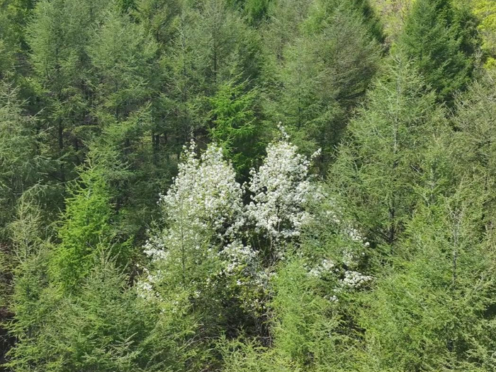 鞍山野生山梨花分布在海城岫岩不像人工的那么有名但花期更长