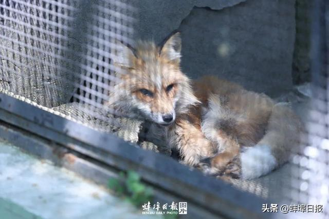 赤狐|蚌埠|动物园_新浪新闻