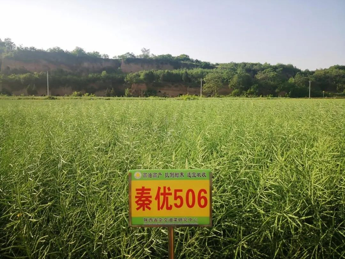 农业强国·油菜说|"秦优506"为农民增收"加油"|杨凌|陕西省_新浪新闻
