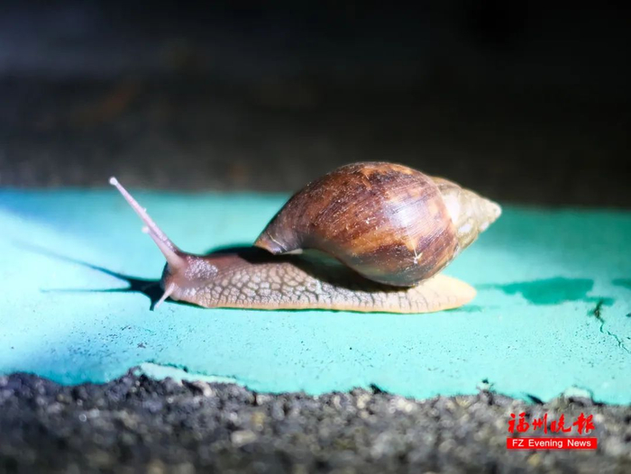 线虫病|蜗牛|幼虫_新浪新闻