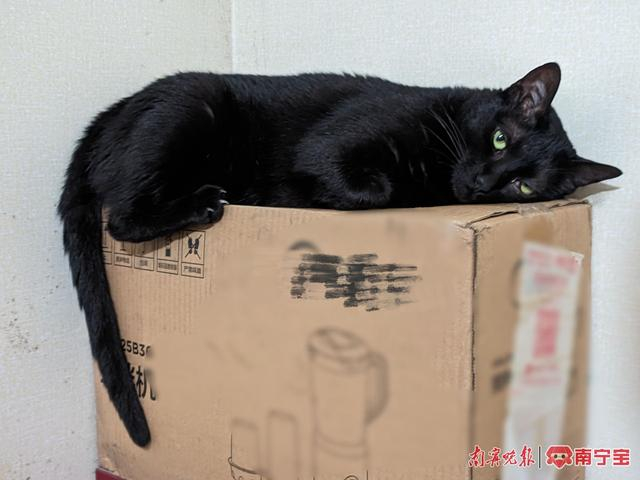 容易长足癣的市民应该避免饲养猫、狗、鸟等动物 记者 叶祯/摄