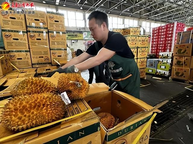 　　5月7日，九鼎农产品批发市场水果经营商户刘义博正在上货榴莲。记者王璇摄