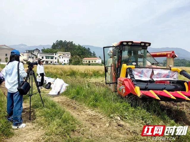 汨罗市弼时镇:"稻油轮作"助力农民增收致富