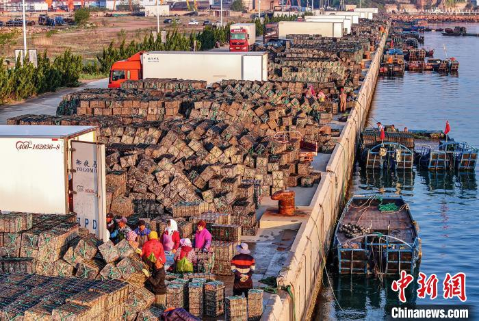 山东荣成迎北上"避暑"鲍鱼