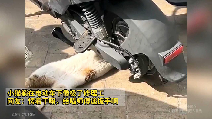 小猫躺在电动车下像极了修理工,网友:愣着干嘛,给喵师傅递扳手