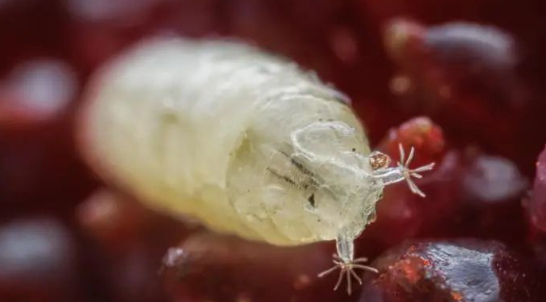 杨梅上果蝇幼虫微距特写 图库版权图片，转载使用可能引发版权纠纷
