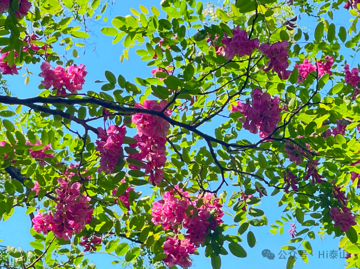 花开泰安丨五月槐花香满山 莺飞燕舞惹人醉|泰安市|泰山_新浪新闻