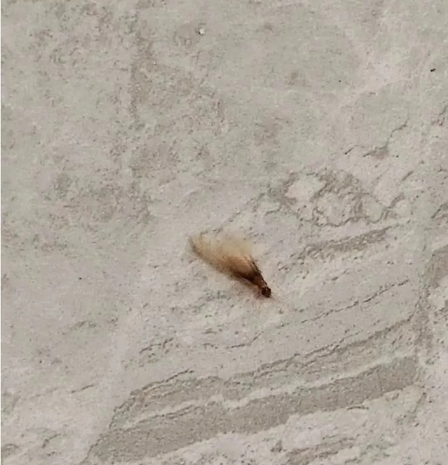 广东网友发文表示近日警惕白蚁分飞期又湿又热创造了有利条件为台湾乳