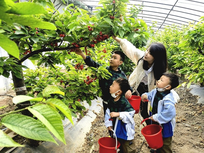 樱桃满枝头 采摘正当时