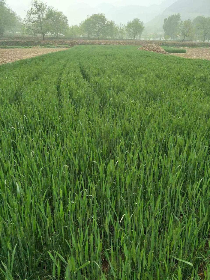 眼见的青青麦子,再有几个来回就是沉甸甸的麦穗了.