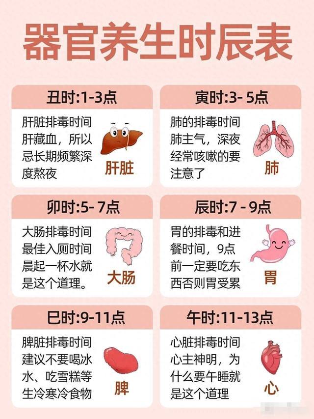 器官排毒时间表图片图片