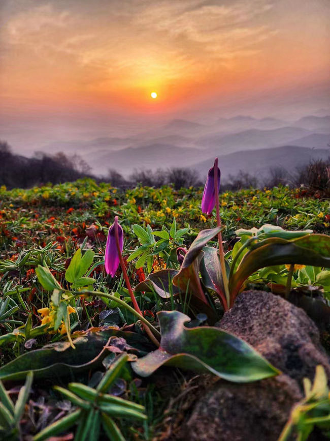 近日,通化四方山森林公园绿意盎然,风景美如画.