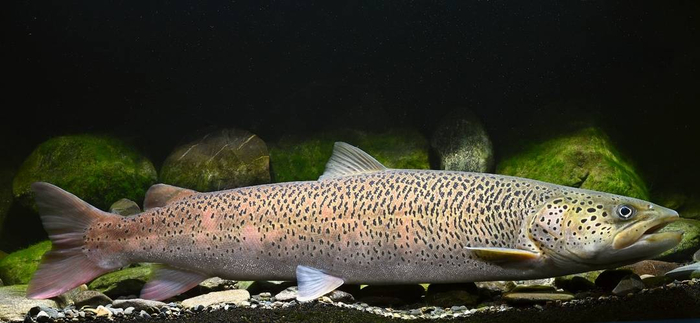 从纯野生到全人工繁殖,对川陕哲罗鲑意味着什么?丨封面科考队