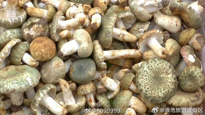 青头菌鸡油菌上市啦