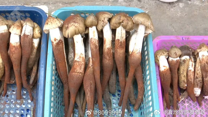 青头菌鸡油菌上市啦