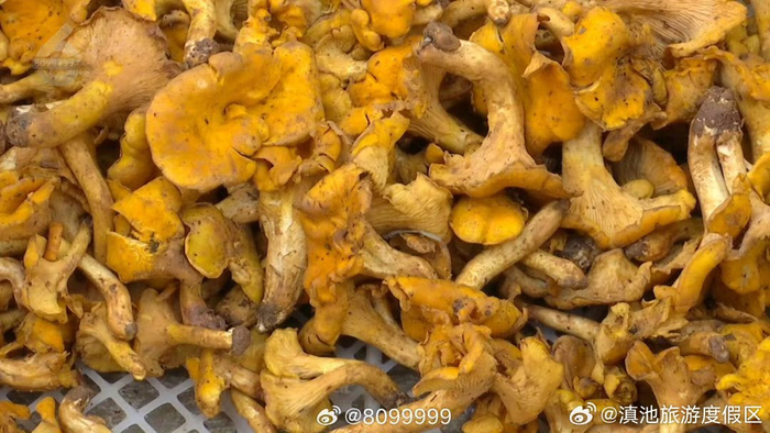 青头菌鸡油菌上市啦
