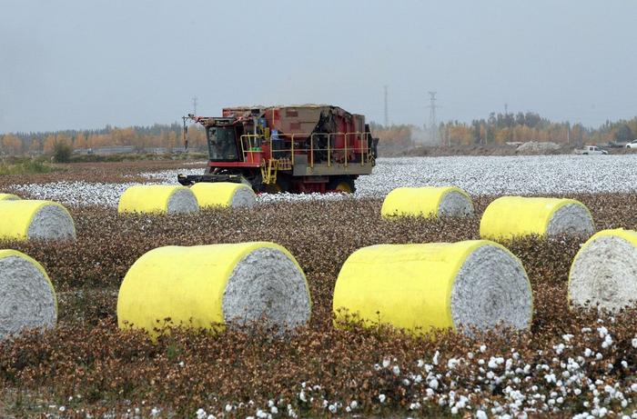 2023年10月26日，新疆喀什地区麦盖提县，大型机械采棉机在棉田里采收棉花/IC Photo