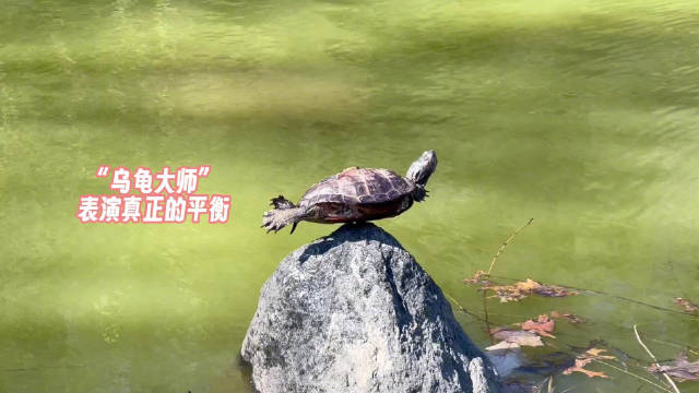 乌龟表演超强的平衡力 这就是乌龟大师的"inner peace"吗?