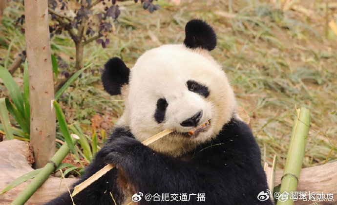 合肥野生动物园有望引进大熊猫
