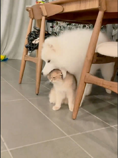 狗:一口一个小猫咪嘻嘻