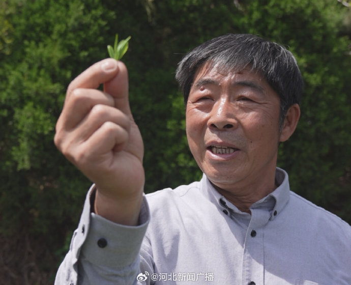 从"新"出发,向"绿"而行—两个人的一座茶山