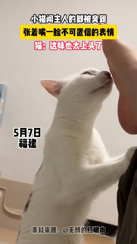小猫闻主人的脚被臭到!