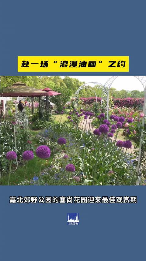 嘉北郊野公园塞尚花园迎来最佳观赏期
