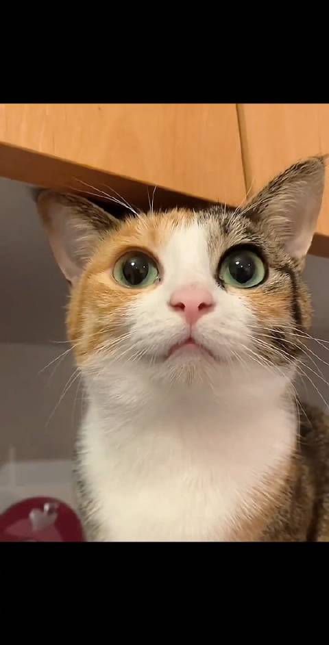 480_942竖版 竖屏