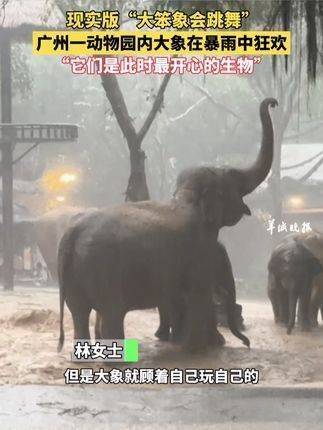 现实版"大笨象会跳舞",广州一动物园内大象在暴雨中狂欢