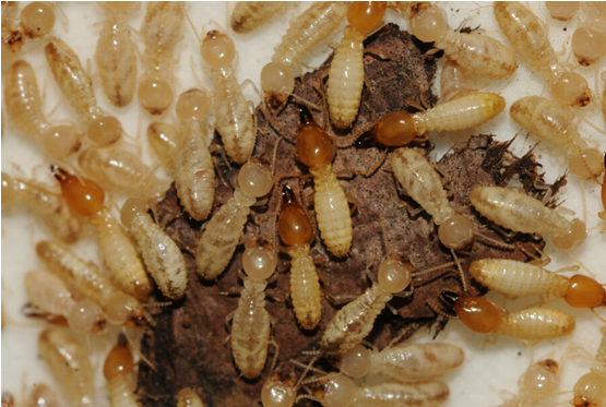 白蚁俗称白蚂蚁,大水蚁,类似蚂蚁营社会性生活,其社会阶级为蚁后,蚁王