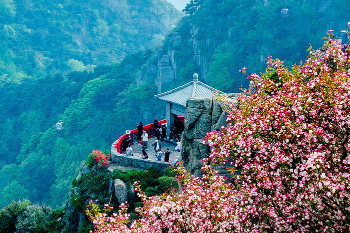 组图丨初夏泰山 海棠花开|泰山_新浪新闻