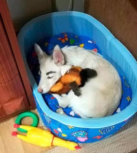 流浪狗走红网上,它居然长了人的眉毛……|流浪狗|贝蒂|狗_新浪新闻