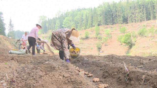 普定县马场镇:上百亩姜种落地 静待"姜"来好"丰"景